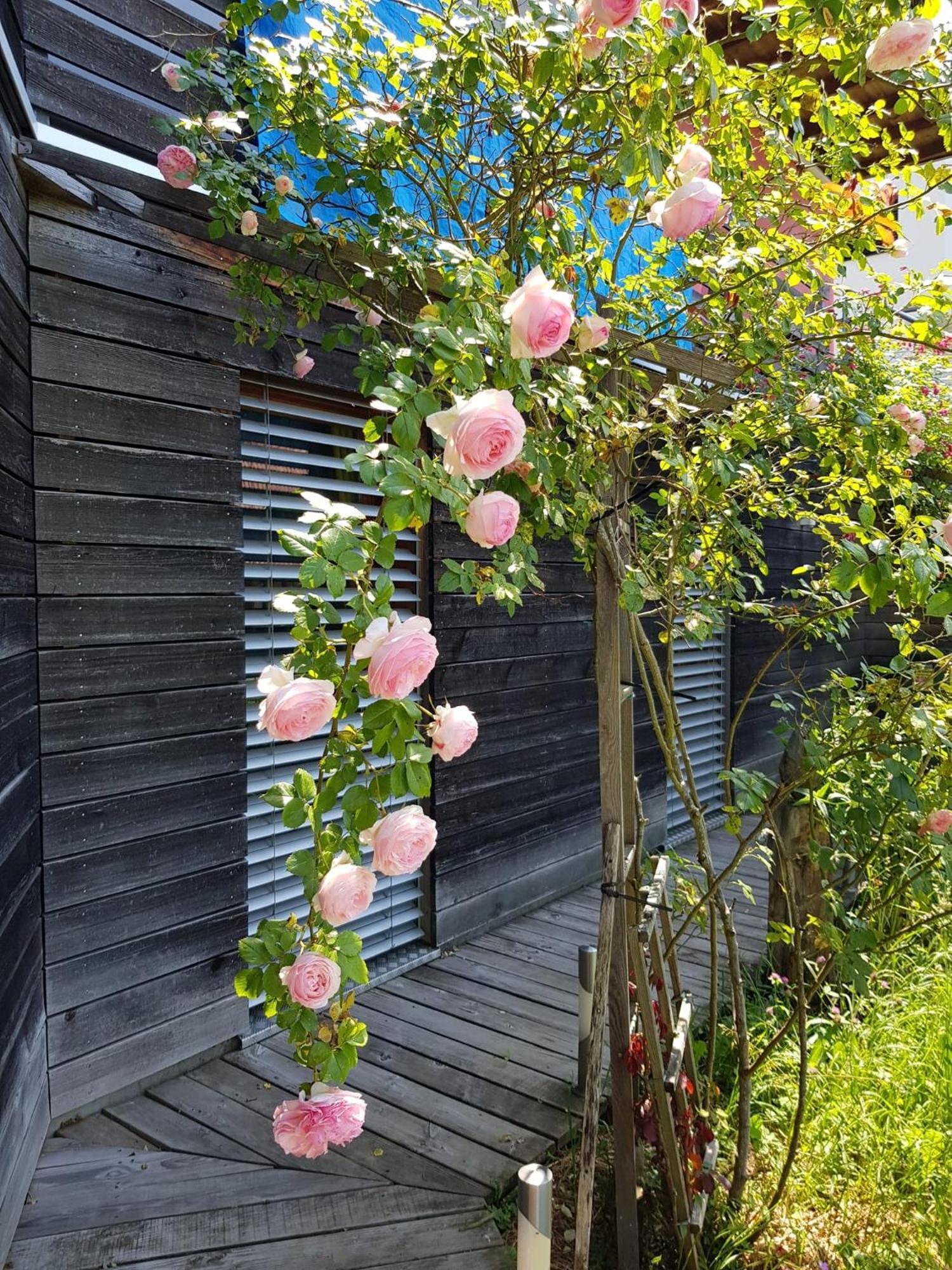 B&B Sunnesite Pratteln Exteriör bild